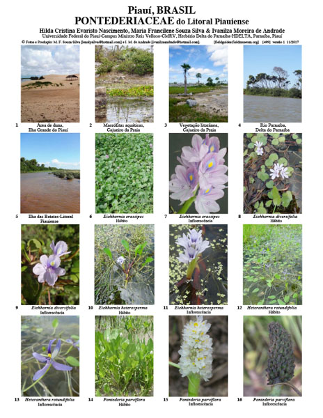 Pontederiaceae del Litoral Piauiense