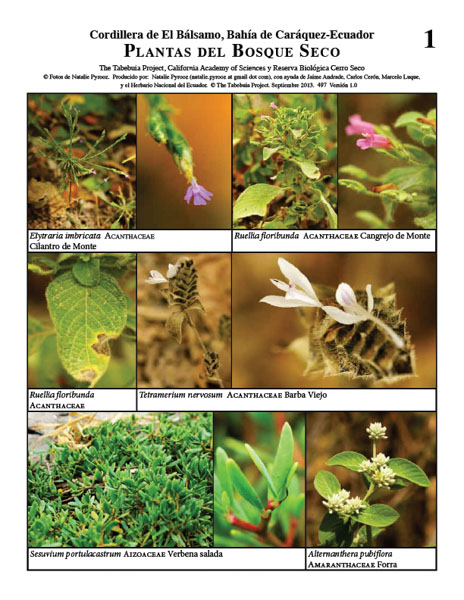 Plantas del Bosque Seco de Cordillera del Bálsamo,