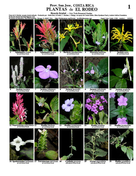 Plants of El Rodeo Protected Zone