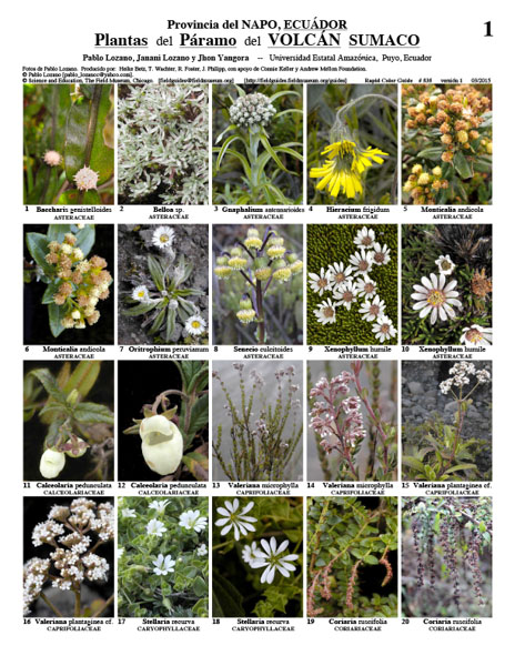 Plantas do Vulcão Sumaco Paramo