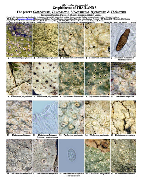 Graphidaceae of Thailand 3: The genera Glaucotrema, Leucodecton, Melanotrema, Myriotrema & Thelotrema