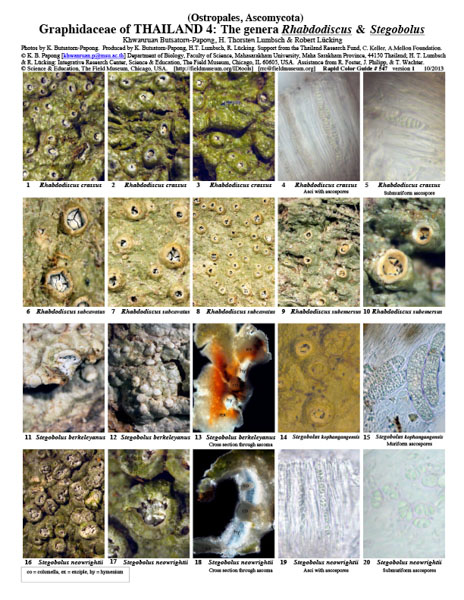 Graphidaceae of Thailand 4: The genera Rhabdodiscus & Stegobolus