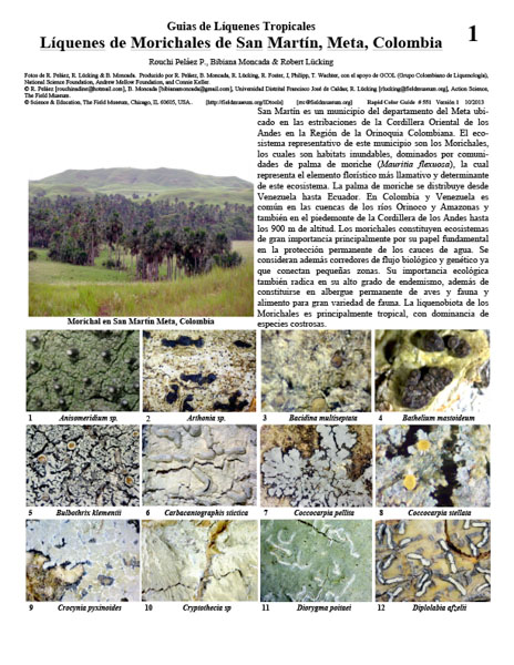 Lichens of San Martín