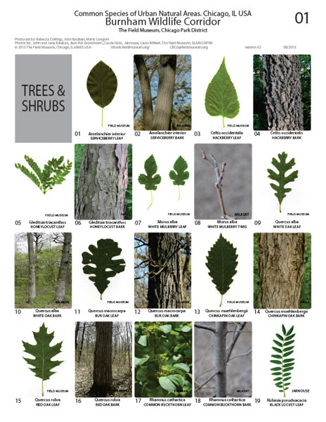 Common Species of Burnham Wildlife Corridor