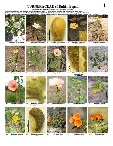 Turneraceae of Bahia