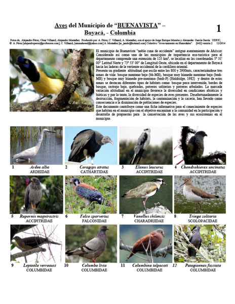 Birds of Buenavista