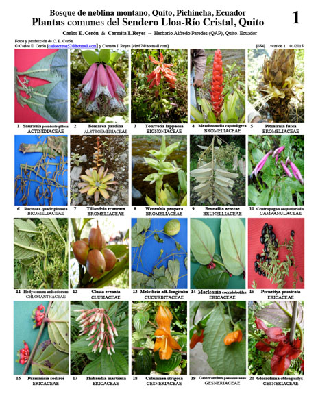 Common plants of the Lloa-Río Cristal Trail