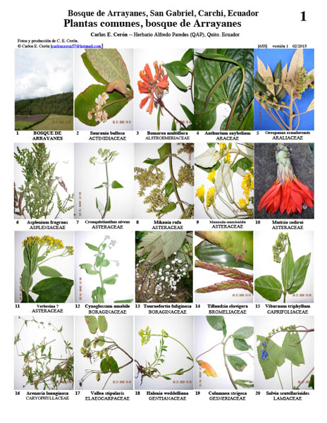 Common Plants of Arrayanes Forest