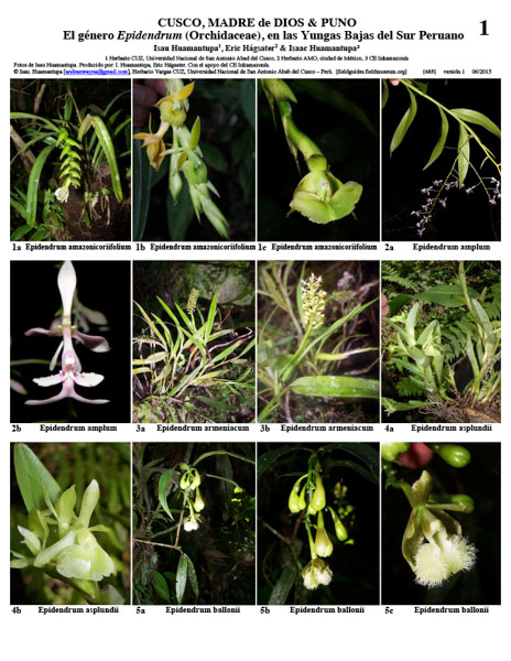 Epidendrum (Orchidaceae) dos Yungas inferiores
