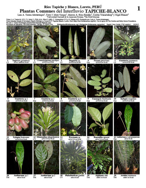 Tapiche and Blanco Rivers Common Plants