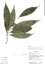 Palicourea nigricans K. Krause, Ecuador, K. Romoleroux 2793, F