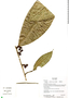 Sorocea pubivena subsp. hirtella (Mildbr.) C. C. Berg, Ecuador, K. Romoleroux 2853, F