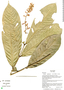 Guarea pubescens (Rich.) A. Juss., Ecuador, M. Bass 357, F