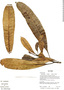 Himatanthus sucuuba (Spruce ex Müll. Arg.) Woodson, Ecuador, R. J. Burnham 1361, F