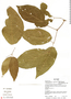 Stizophyllum riparium (Kunth) Sandwith, Ecuador, R. J. Burnham 1413, F