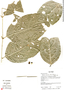 Hylenaea praecelsa (Miers) A. C. Sm., Ecuador, R. J. Burnham 1423, F