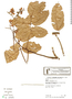 Dipteryx micrantha Harms, Bolivia, S. G. Beck 19649, F