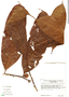 Neoptychocarpus killipii, Peru, C. Davidson 5308, F