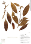 Lacistema aggregatum (P. J. Bergius) Rusby, H. Beltrán 1050, F