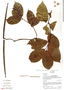 Forsteronia affinis Müll. Arg., Ecuador, R. J. Burnham 1544, F