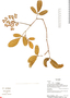 Cissus erosa subsp. erosa, Ecuador, R. J. Burnham 1523, F