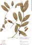 Salacia opacifolia (J. F. Macbr.) A. C. Sm., Ecuador, R. J. Burnham 1462, F