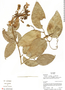 Paragonia pyramidata (Rich.) Bureau, Ecuador, R. J. Burnham 1466, F