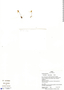 Utricularia jamesoniana Oliv., H. Beltrán 1346, F