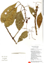 Chrysochlamys membranacea Triana & Planch., Ecuador, D. D. Soejarto 9227, F