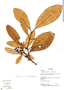 Tovomita longifolia image