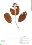 Ferdinandusa guainiae Spruce ex K. Schum., Peru, H. Beltrán 2370, F