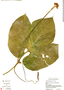 Gurania makoyana (Lem.) Cogn., Belize, C. Whitefoord 9464, F