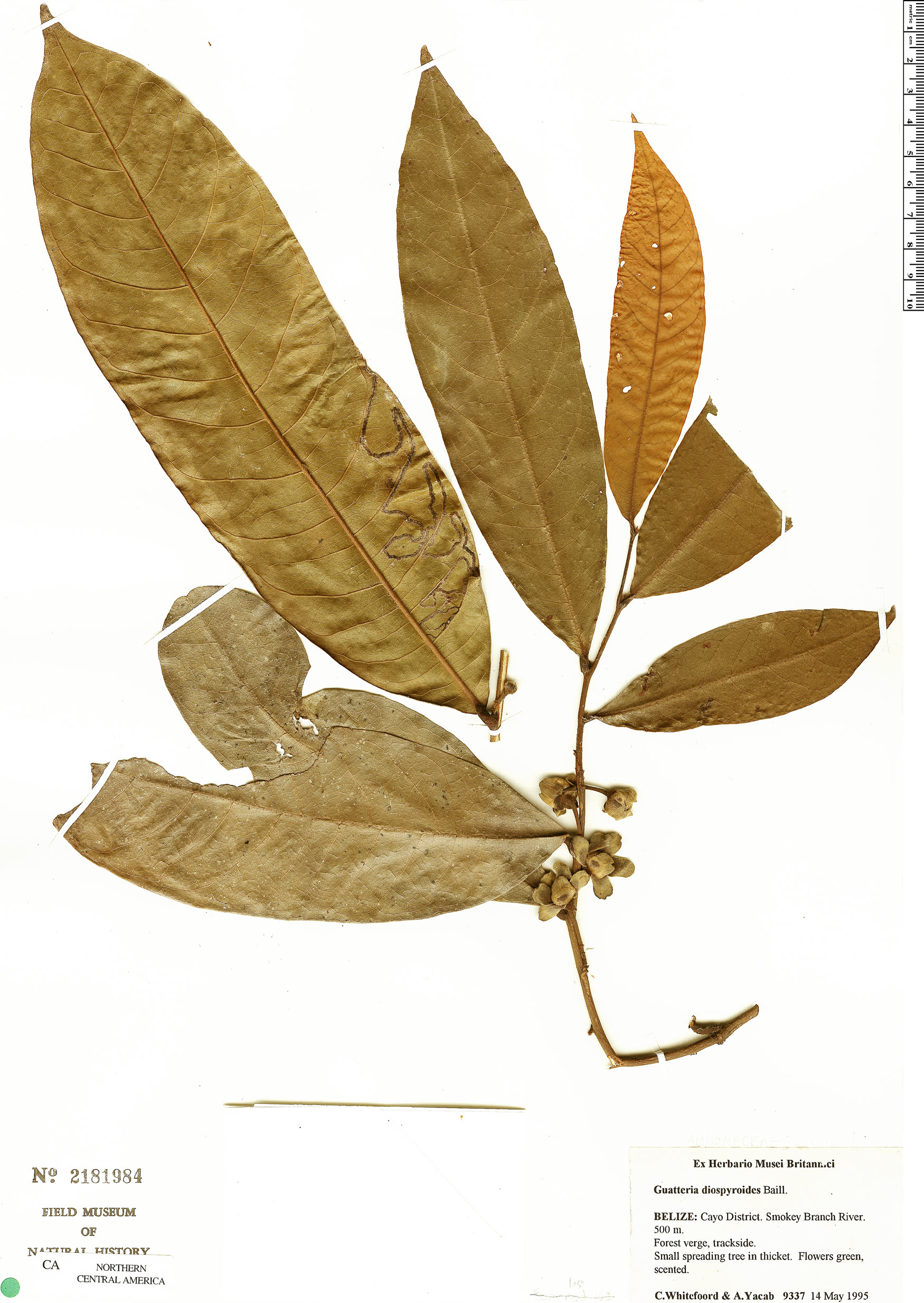 Guatteria amplifolia image