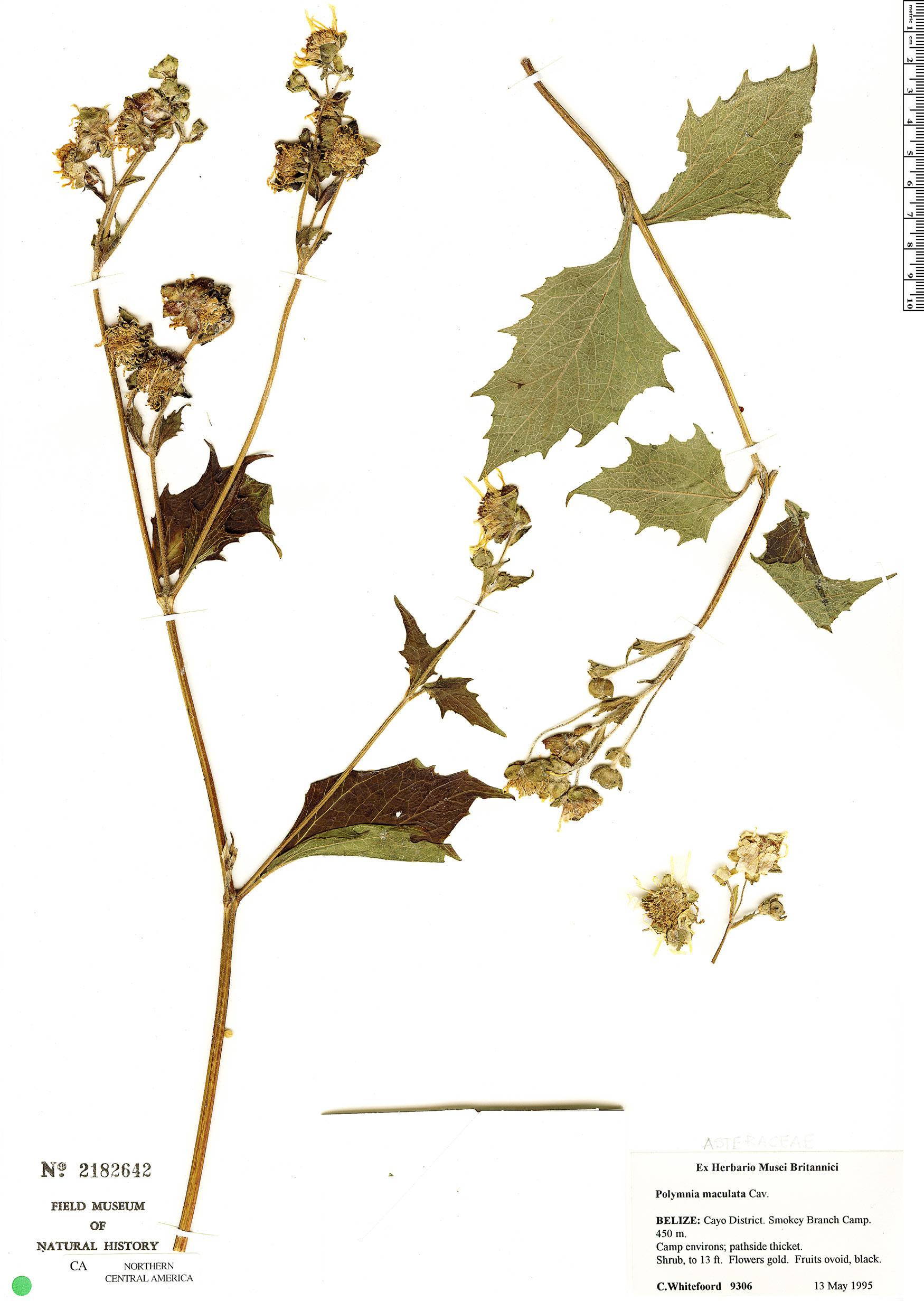 Smallanthus maculatus image