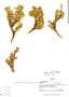 Polylepis tarapacana Phil., Bolivia, P. M. Peterson 12947, F
