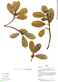 Ficus americana subsp. guianensis (Desv.) C. C. Berg, Peru, B. Boyle 4611, F