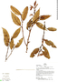 Styrax foveolaria Perkins, Peru, B. Boyle 4610, F