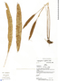 Elaphoglossum oxyglossum, Peru, B. Boyle 4705, F