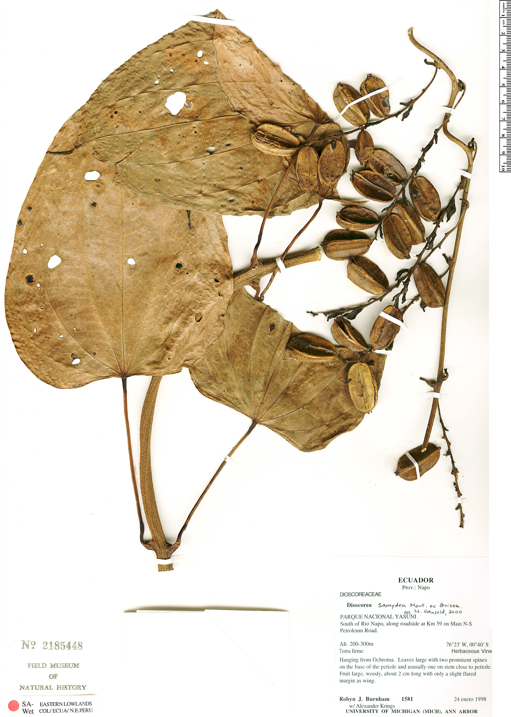 Dioscorea samydea | Herbário Rapid Reference | The Field Museum
