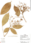 Rourea amazonica (Baker) Radlk., Ecuador, R. J. Burnham 1639, F