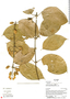 Mendoncia glomerata Leonard, Ecuador, R. J. Burnham 1549, F