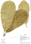 Ficus obtusifolia Kunth, Ecuador, R. B. Foster 16025, F