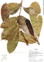 Ficus paraensis (Miq.) Miq., Ecuador, R. B. Foster 16020, F