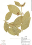 Aegiphila cordata Poepp., Ecuador, R. J. Burnham 1679, F
