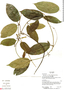 Prestonia quinquangularis (Jacq.) Spreng., Ecuador, R. J. Burnham 1667, F