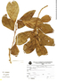 Styloceras laurifolium (Willd.) Kunth, Peru, V. Quipuscoa S. 197, F