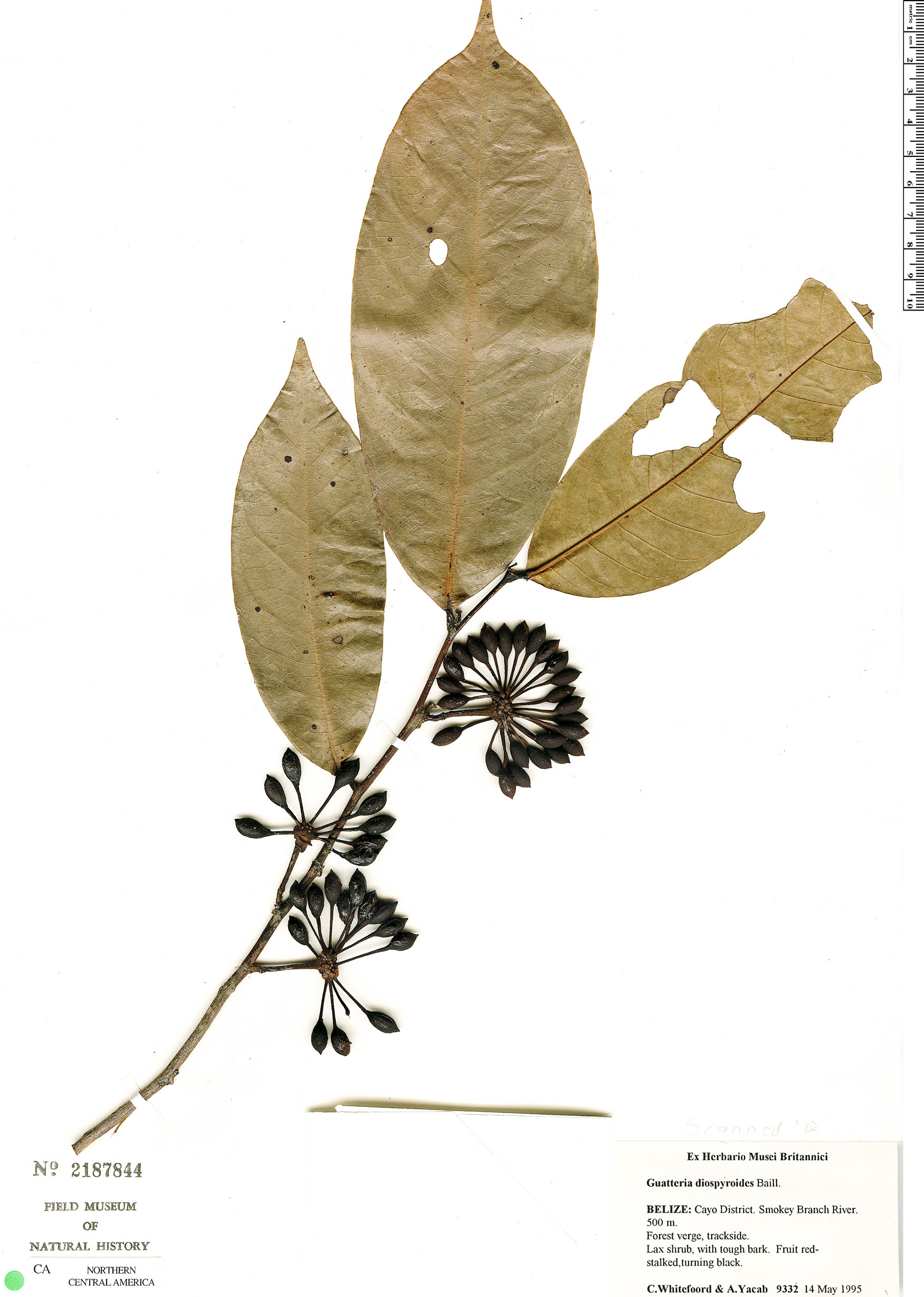 Guatteria amplifolia image