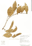 Stephanopodium costaricense image