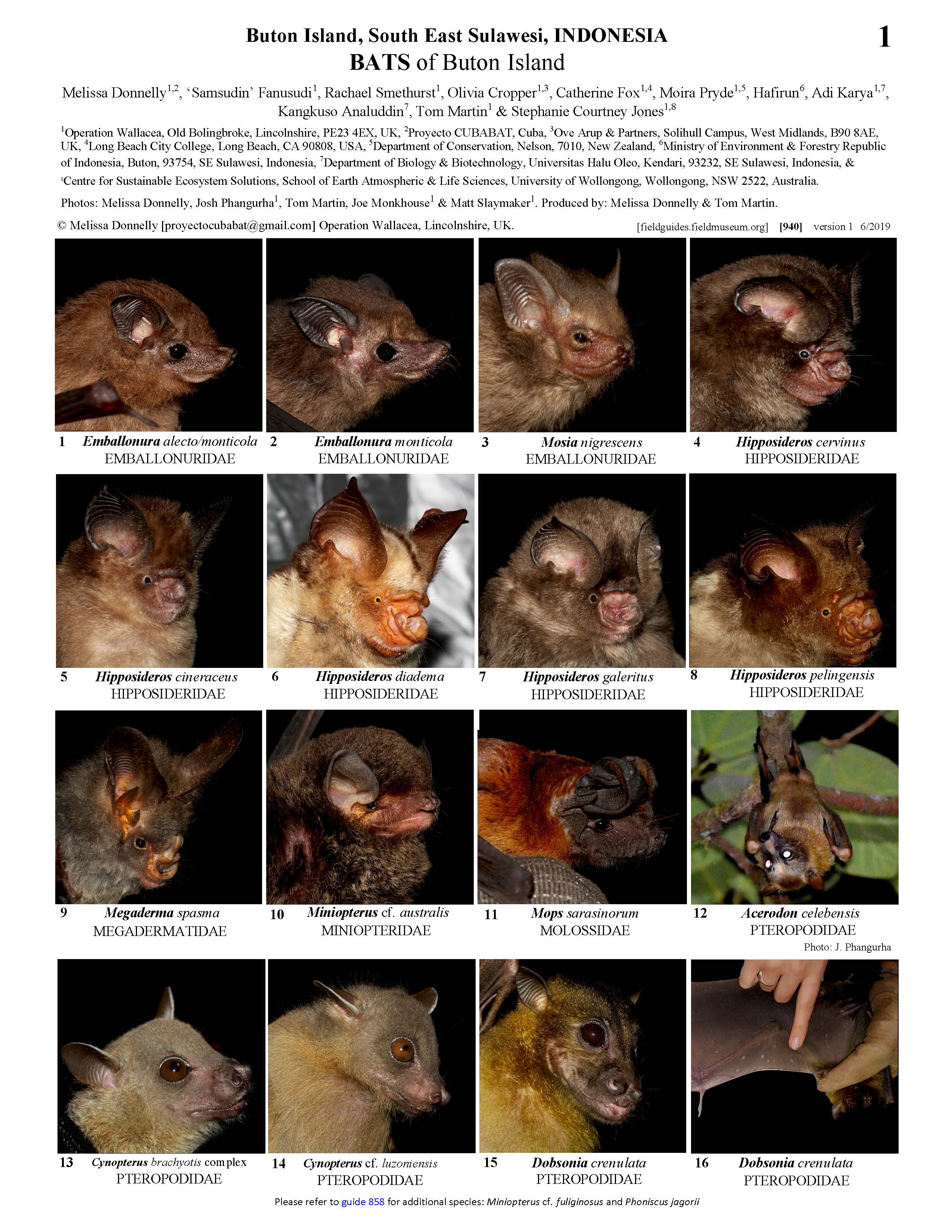 Bats of Buton Island