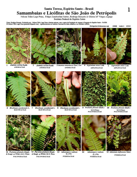 Ferns and Lichophytes of São João de Petrópolis